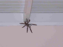 tarantula