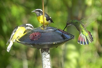 Bird feeder