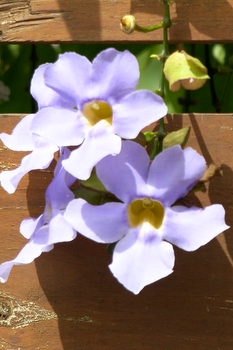 Blue climbing flowers