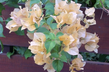 Orange bourgainevilla