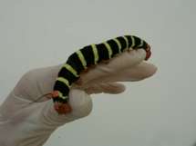 So that's what's been eating my plants!