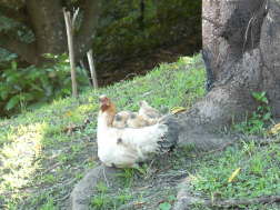Chicks hitching a lift.