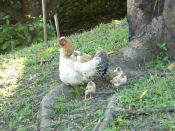 Chicks hitching lift?