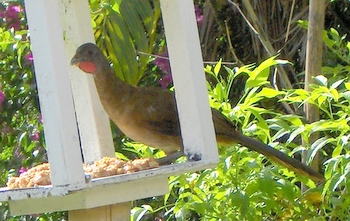 Cocrico or Chacalaca
