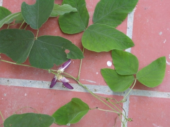 Leave well alone when in pod