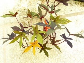 Artistic display of leaves by the pool