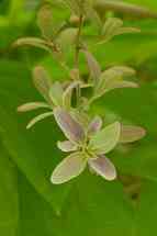 Small delicate flower