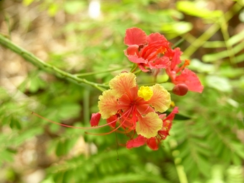 Orange flower blossom