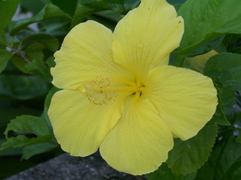 Yellow Hibiscus