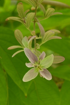 Small coloured leaves