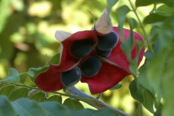 Seed pods
