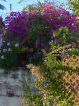 Purple Bourgainvillea
