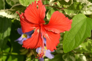 Red hibiscus