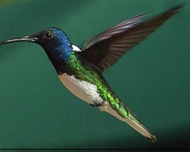 Emerald Hummingbird