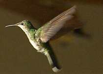 Green Hummingbird