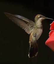 Feeding hummingbird