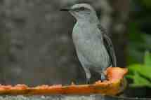 Tropical mockingbird
