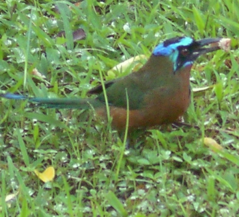 Mot-mot or King of the Forest