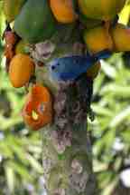 Blue Tanager