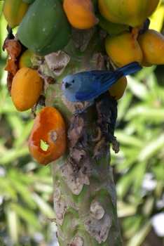 Blue Tanager