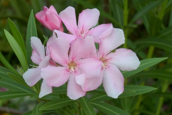 Pink oleander