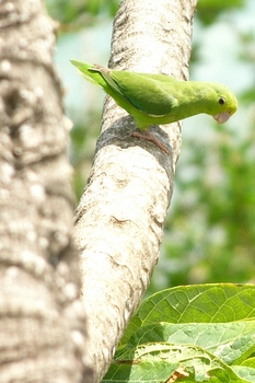 Green Parakeet