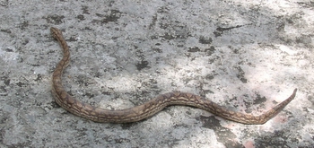 Grass snake
