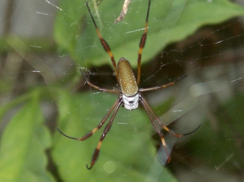 Small spider waiting for lunch