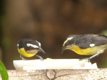 Two bananaquits